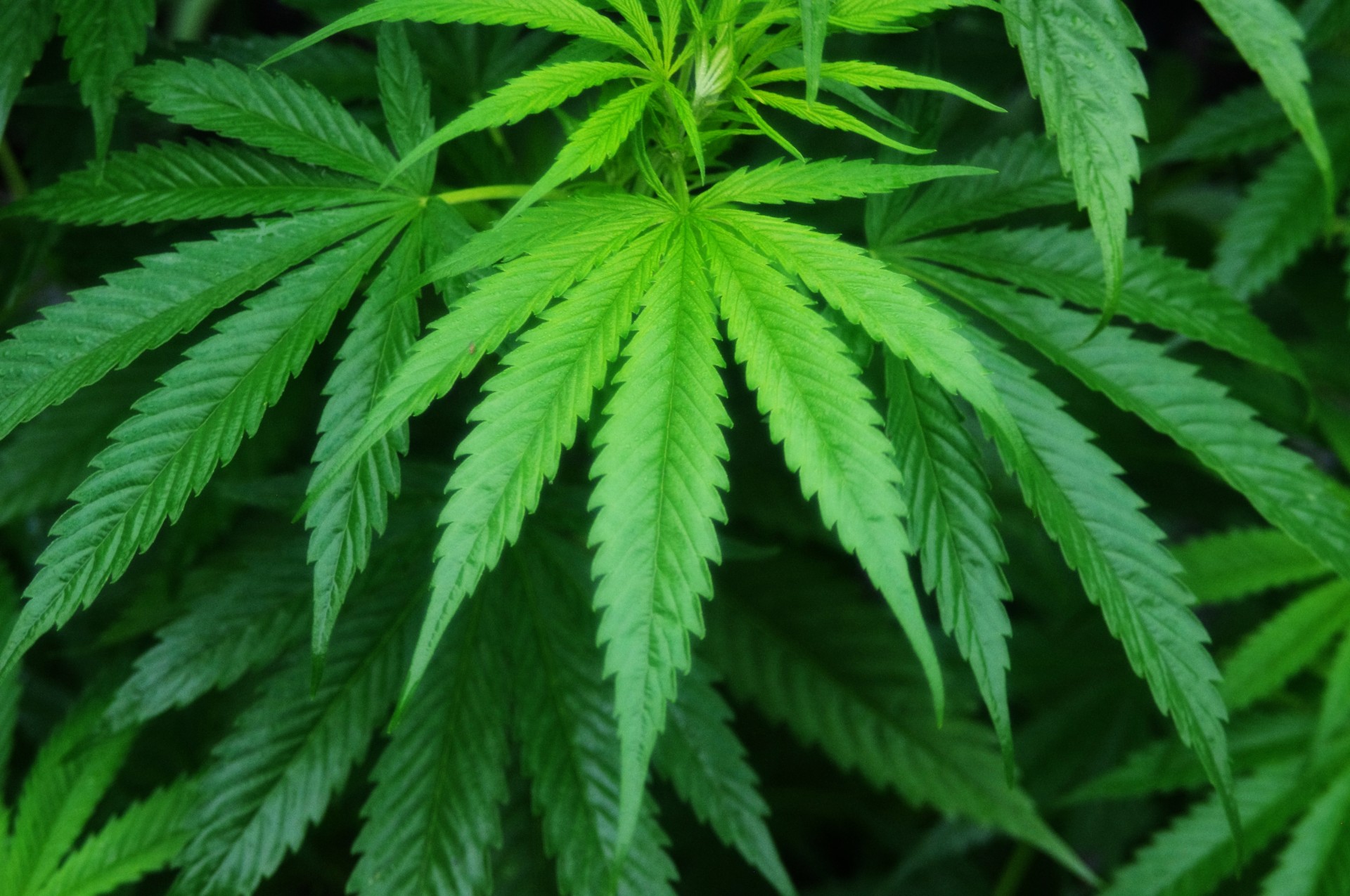 hemp plant