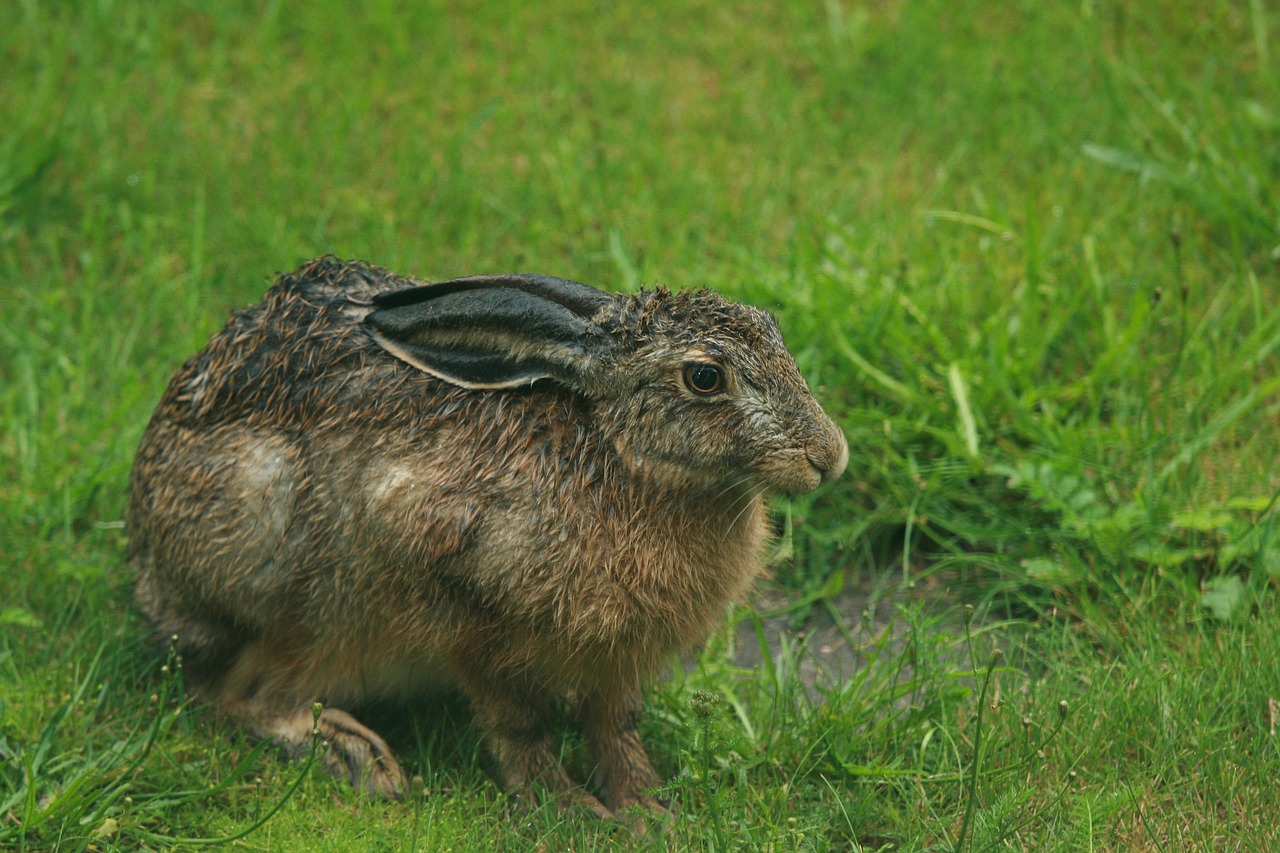 rabbit